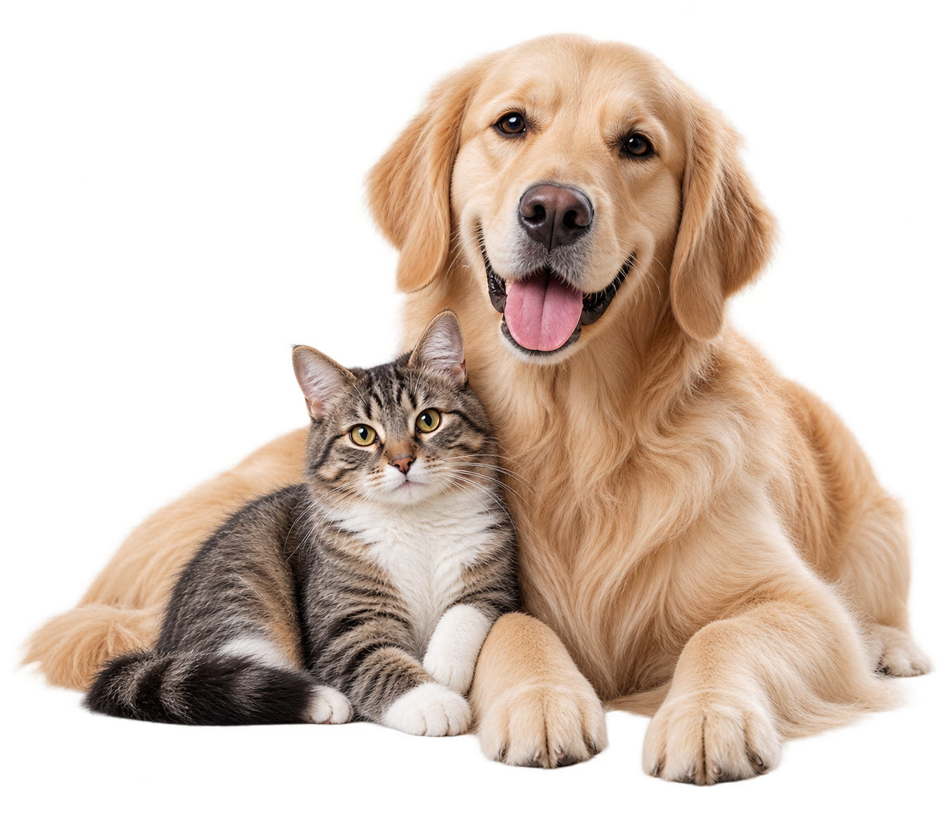 犬と猫